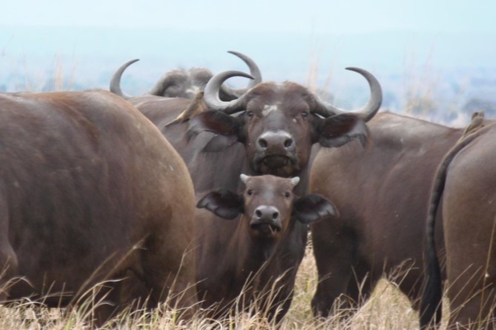 Lake Manyara wildlife