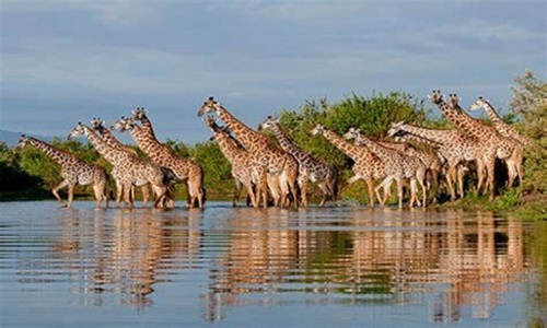 Selous Wildlife