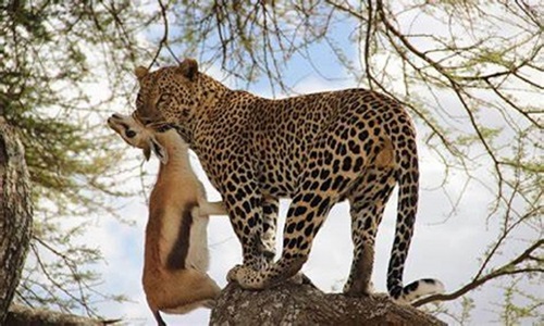 Safari Trail