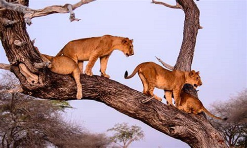 Safari Adventure