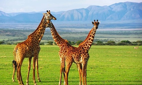 Game Drive