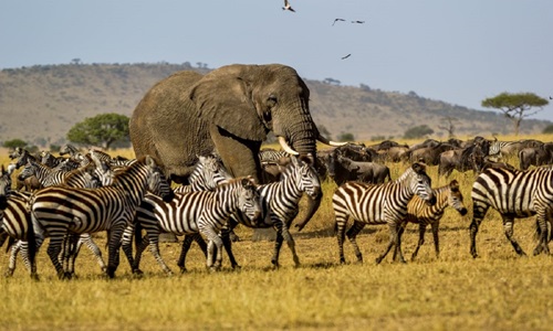 Wildlife Encounter