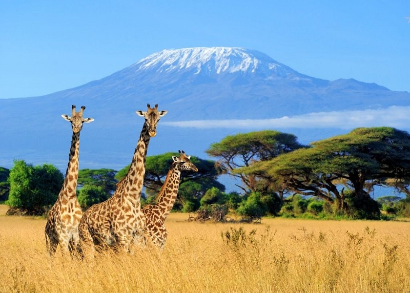 Safari adventure