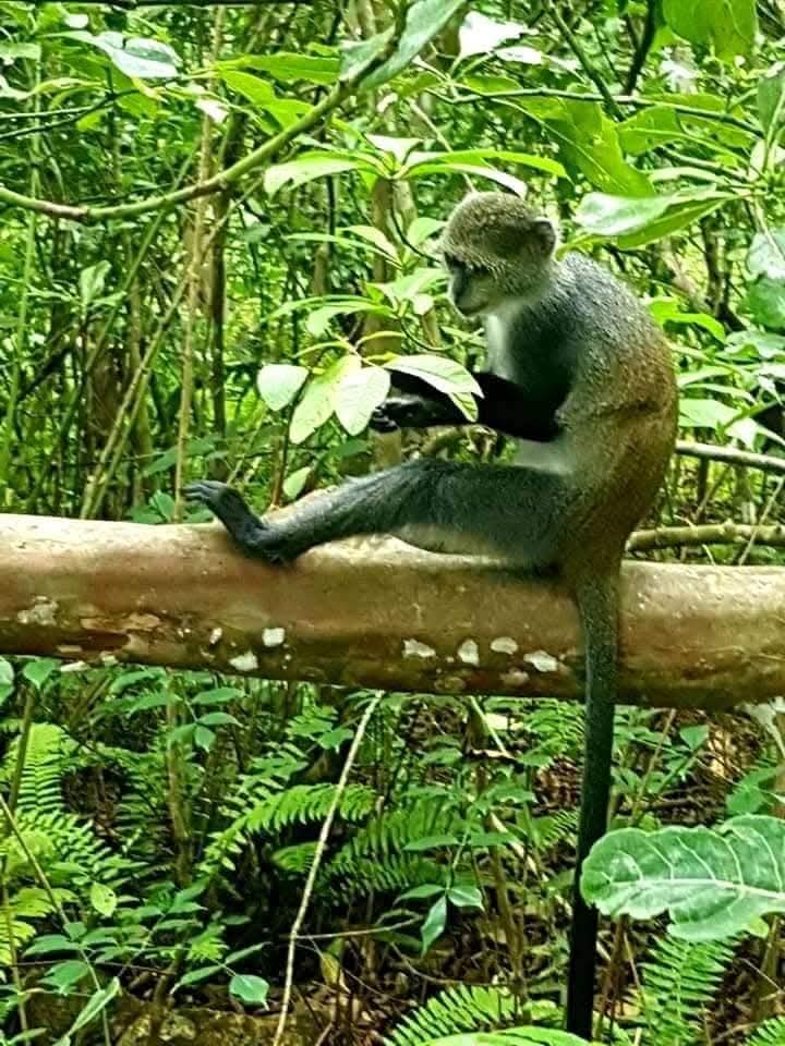Red Colobus Monkey